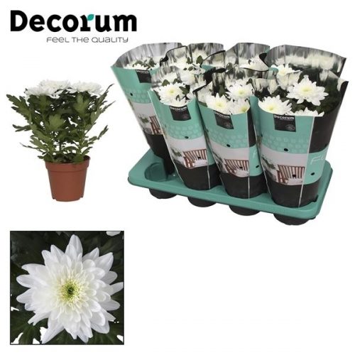 Chrysanthemum ind. zembla wit	 3 stek	-	8	-	Adet