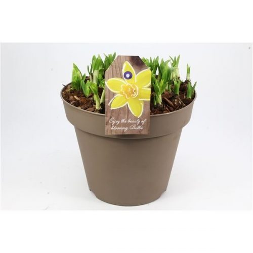 Narcissus tete-a-tete