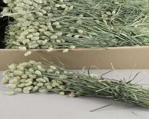 Df phalaris bs - Df phalaris bs