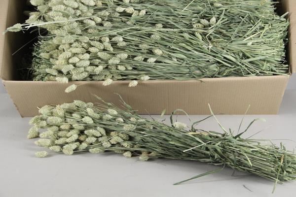 Df phalaris bs - Df phalaris bs 1 Df phalaris bs - Df phalaris bs