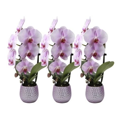 Phalaenopsis multiflora kolibri big sensation roze