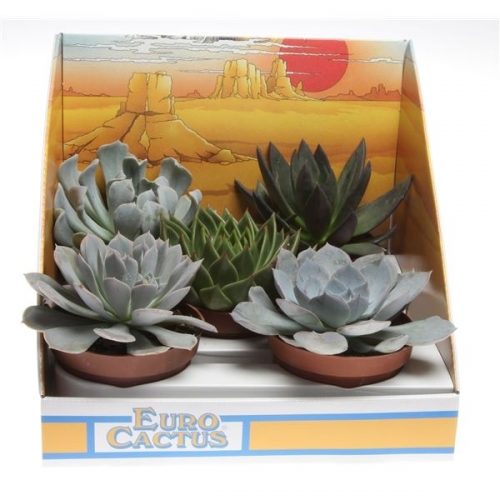 Succulenten mix in showdoos pv10015