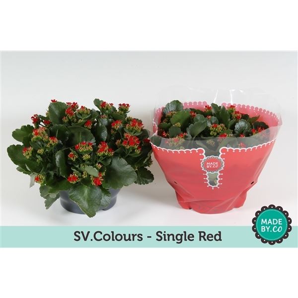 Kalanchoe rood