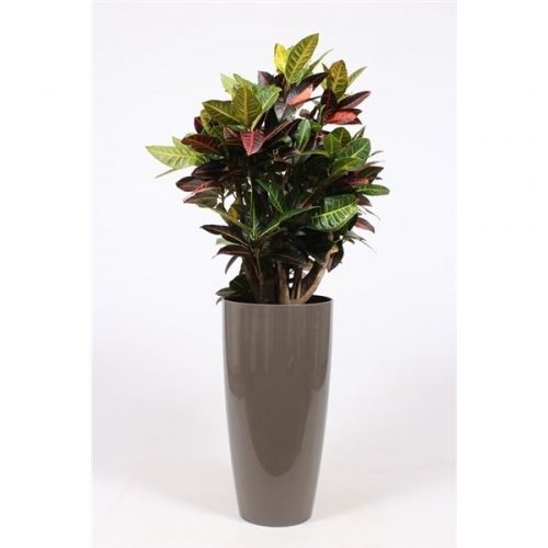 Codiaeum variegatum petra crpek33t