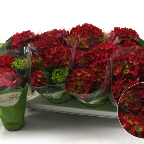 Hydrangea macr. hot red