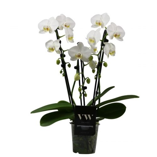 Phalaenopsis overig wit