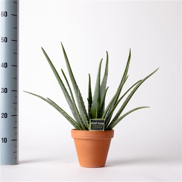 Aloe vera 1 Aloe vera