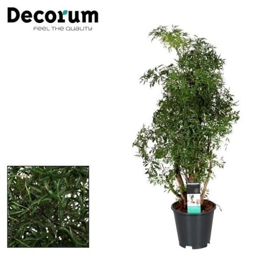 Polyscias hawaiiana ming vertakt (d		-	1	-	Adet