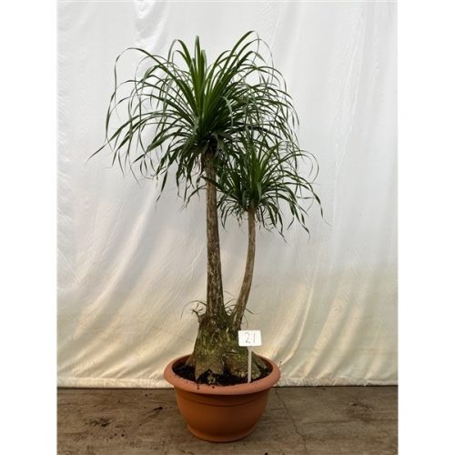 Beaucarnea vertakt nummer 21