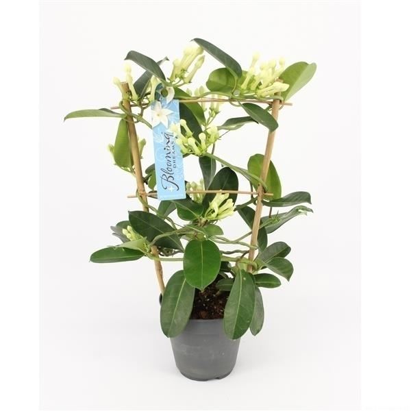 Stephanotis floribunda 1 Stephanotis floribunda