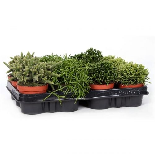 Rhipsalis mix