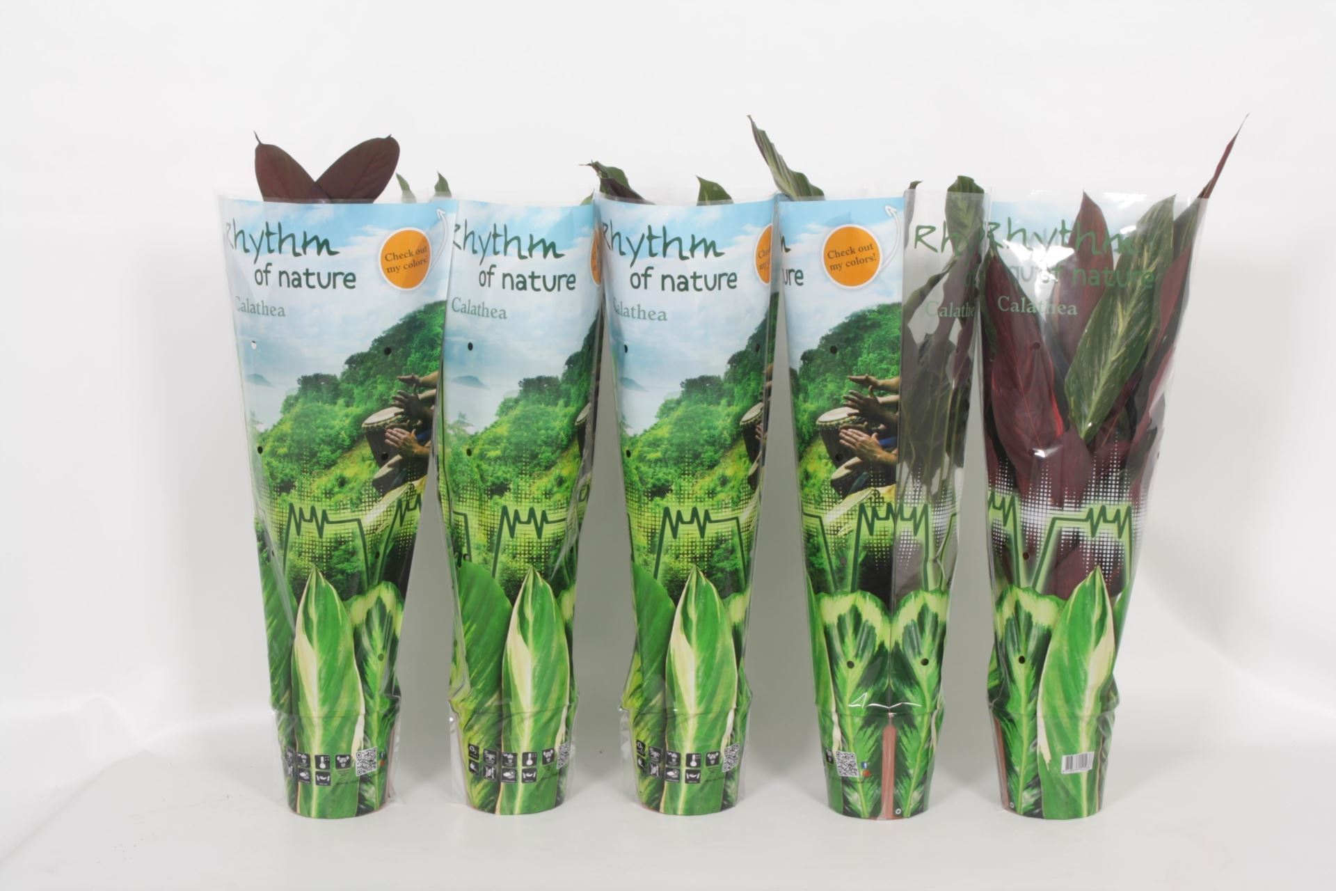 Calathea mix