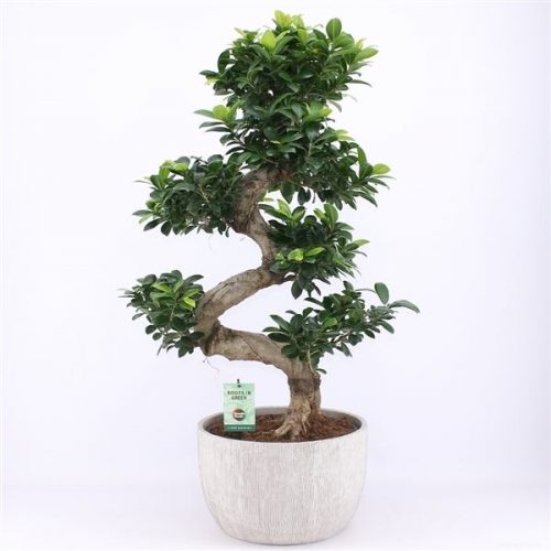 Ficus microcarpa ginseng