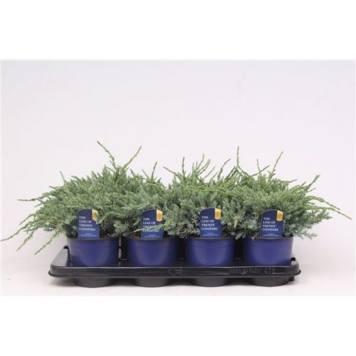 Juniperus squamata blue carpet