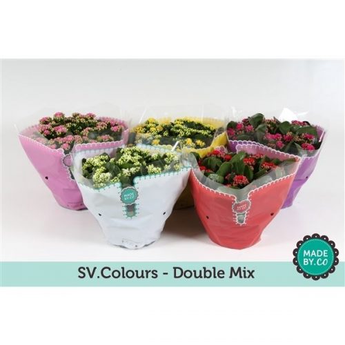 Kalanchoe rosalina mix