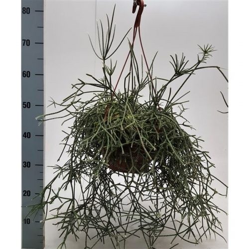 Rhipsalis pilocarpa