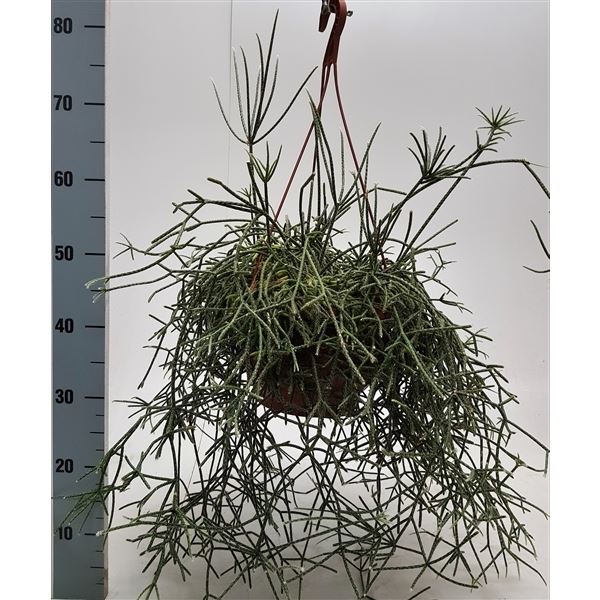 Rhipsalis pilocarpa
