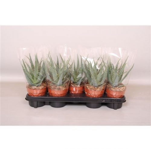 Aloe & haworthia ev844