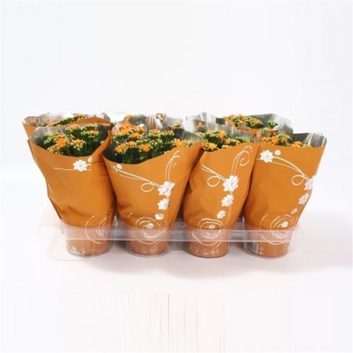 Kalanchoe calandiva oranje premium