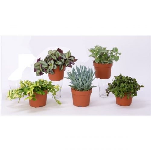 Kamerplanten mix compact