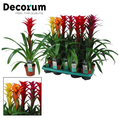 Guzmania mix maxima		-	9	-	Adet