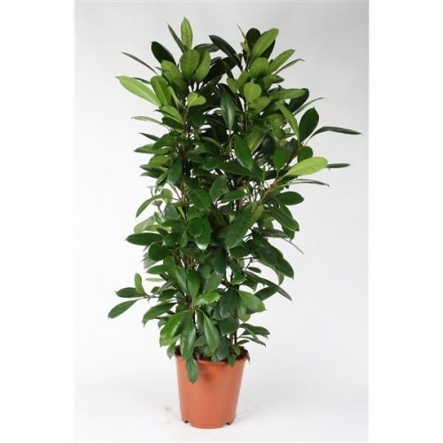 Ficus cyathistipula