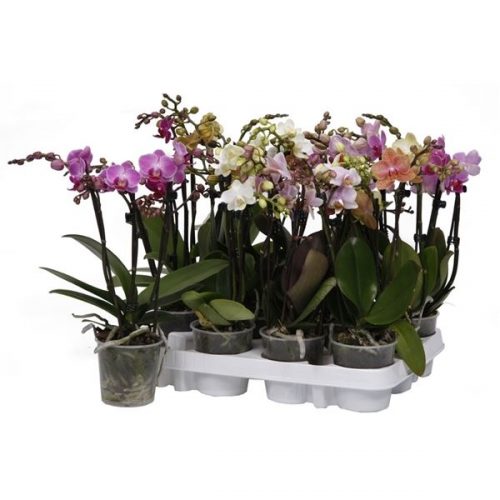 Phalaenopsis multiflora kolibri mix