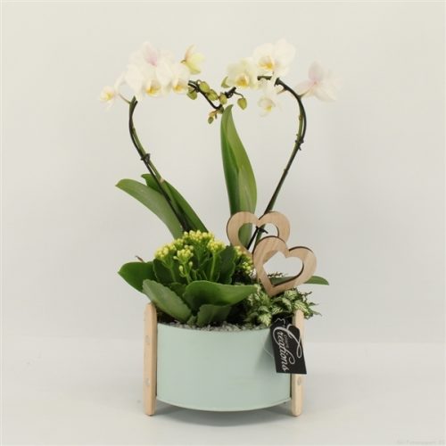 Phalrm-2006w romantic phalaenopsis	-	3	-	Adet