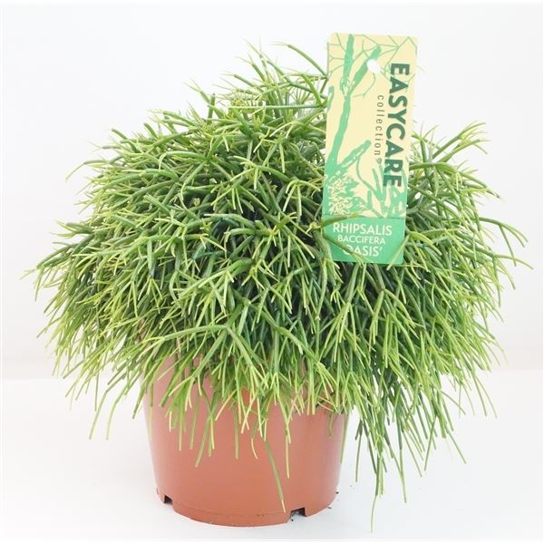 Rhipsalis baccifera oasis