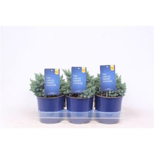 Juniperus squamata blue star