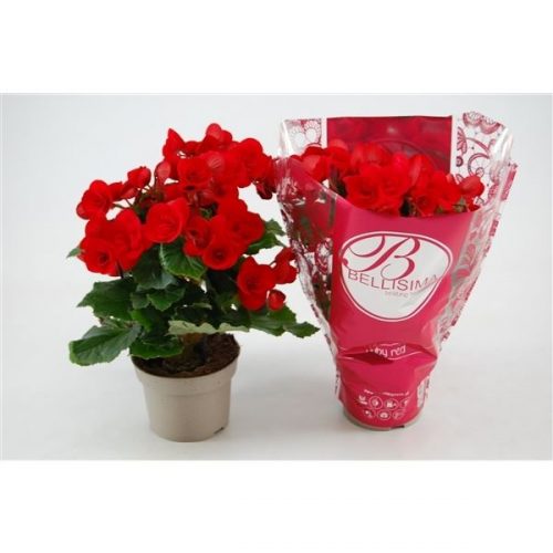 Begonia elatior du. baladin