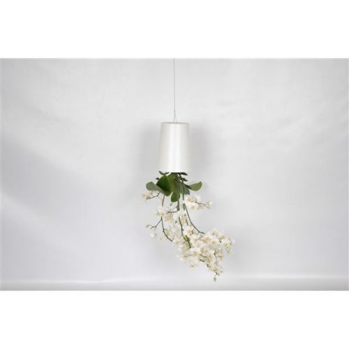 Phalaenopsis multiflora soft cloud