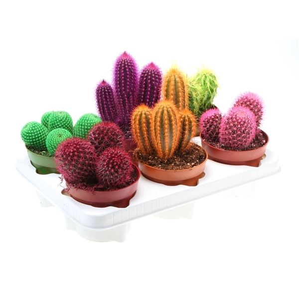 Cactus rainbow mix rc12003 1 Cactus rainbow mix rc12003