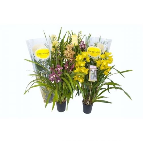 Cymbidium piccobello mix