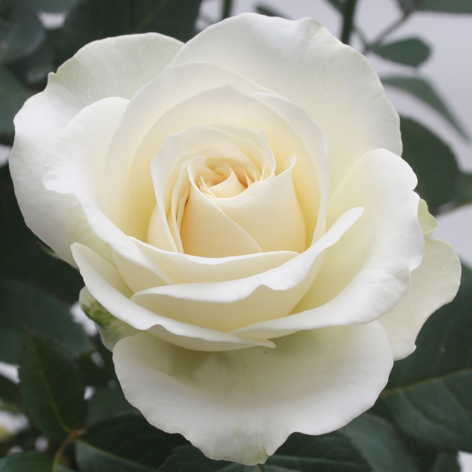 Rosa beau monde artistique white