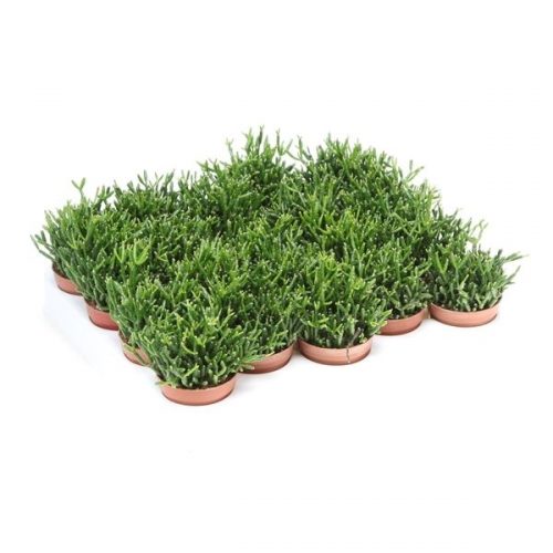 Rhipsalis baccifera hatiora rh5007