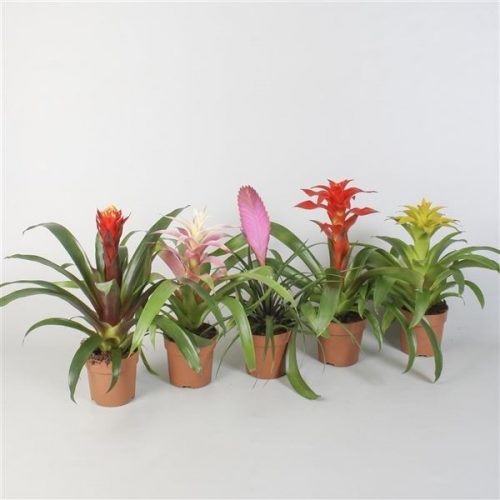 Guzmania optima plus mix