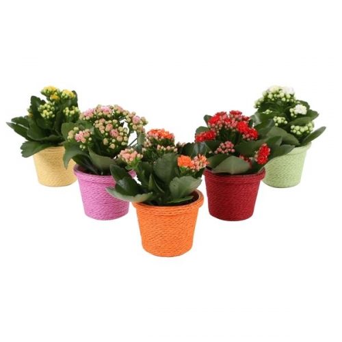Kalanchoe rosalina mix kp-708.1