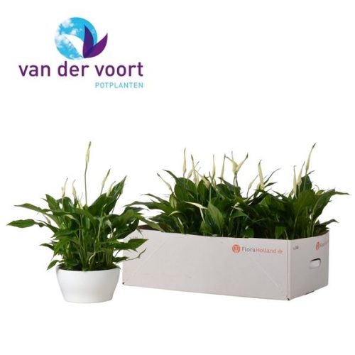 Spathiphyllum chopin 16011