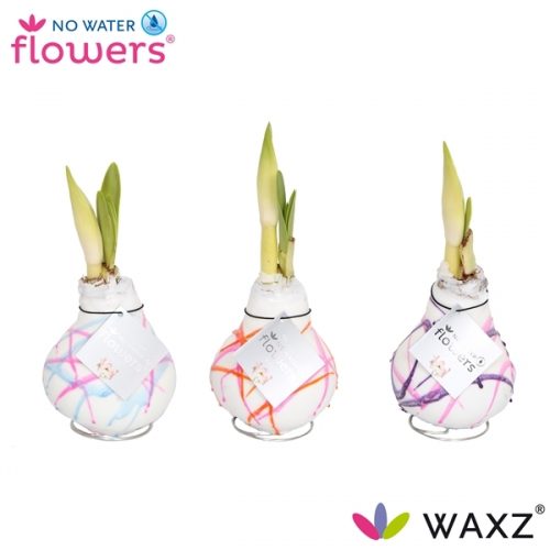 Hippeastrum waxz art karel appel