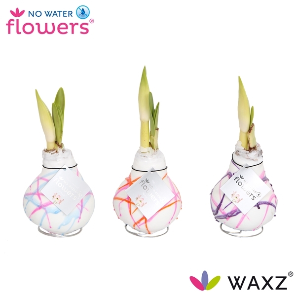 Hippeastrum waxz art karel appel 1 Hippeastrum waxz art karel appel