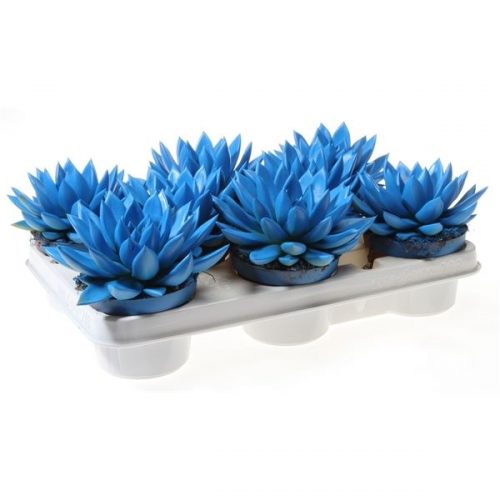 Echeveria miranda rainbow sky blue