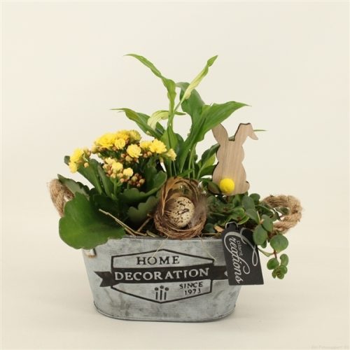 Baps-2017g basic pasen	-	6	-	Adet