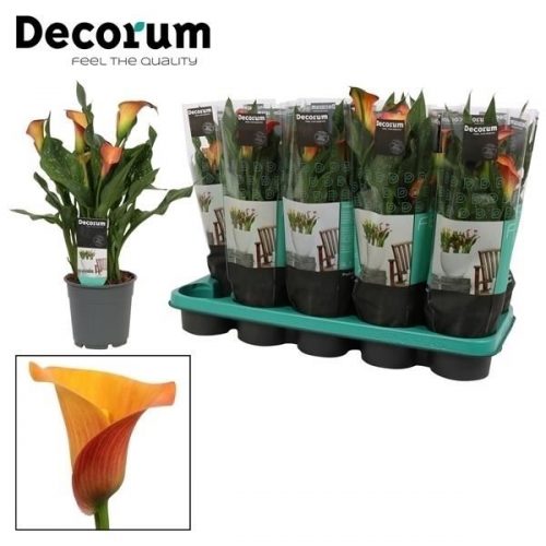 Zantedeschia morning sun		-	6	-	Adet