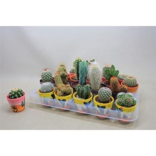 Cactus mix cagem145