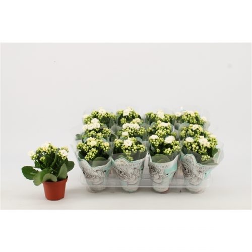 Kalanchoe grandiva wit
