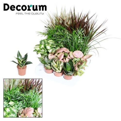 Dracaena tiny happy family mix