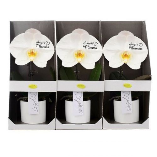 Phalaenopsis singolo wit shmcvrwi