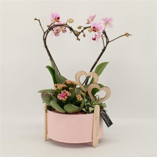 Phalrm-2006rz romantic phalaenopsis	-	3	-	Adet
