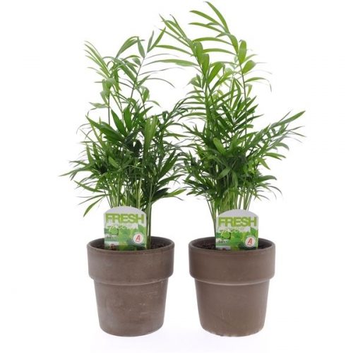 Chamaedorea elegans cham12-ter